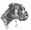 Boxer Kopf